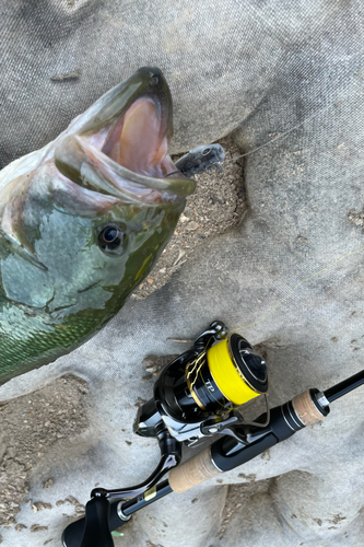 ブラックバスの釣果