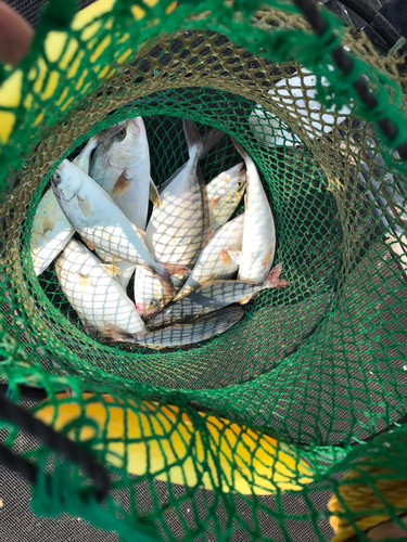 カンパチの釣果