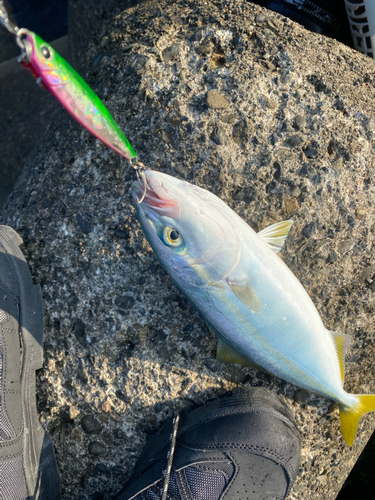 ワカシの釣果