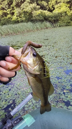 ブラックバスの釣果