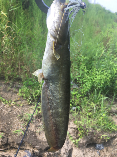 ナマズの釣果