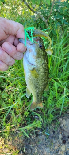 ラージマウスバスの釣果