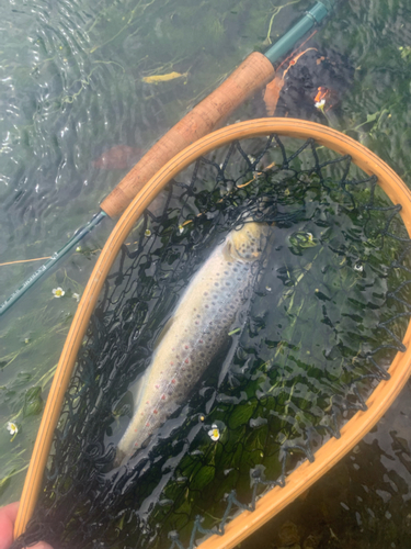 ブラウントラウトの釣果