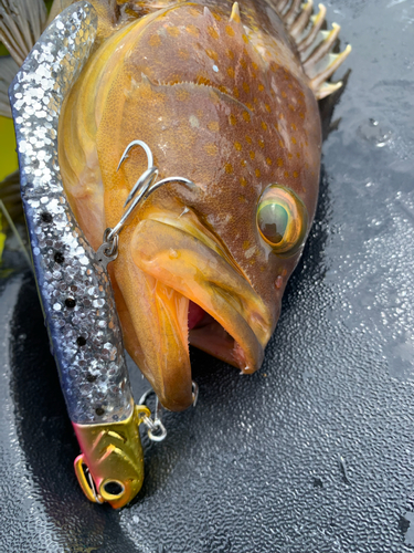 アオハタの釣果