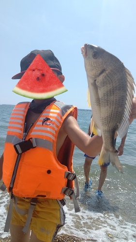 キビレの釣果