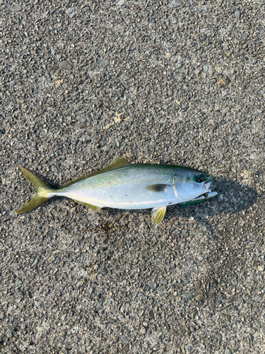 ツバスの釣果