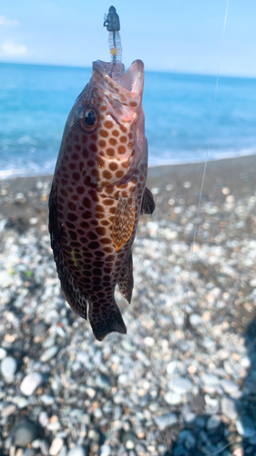 オオモンハタの釣果