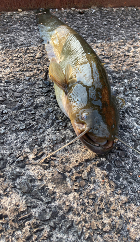 ナマズの釣果