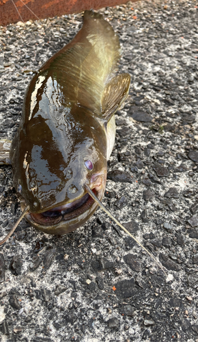 ナマズの釣果