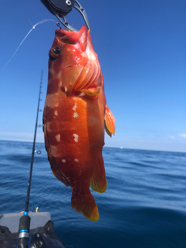 アカハタの釣果