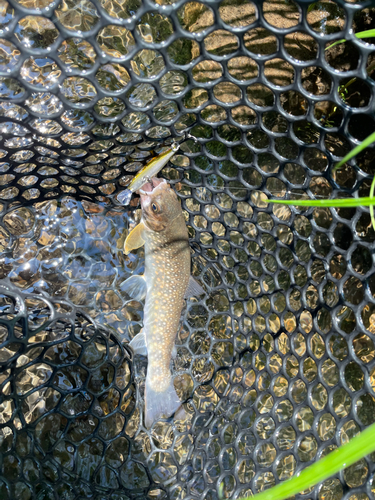 イワナの釣果