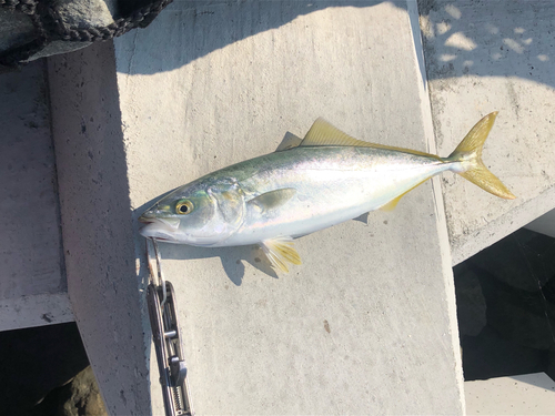 ツバスの釣果