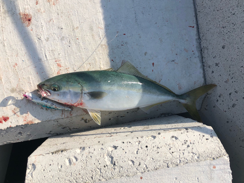 ツバスの釣果