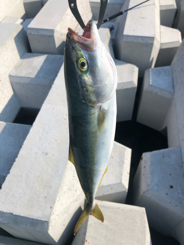 ツバスの釣果