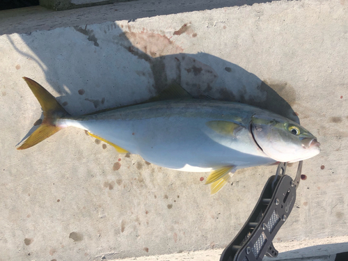 ツバスの釣果