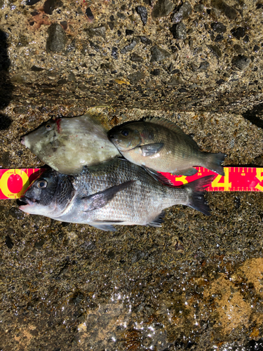 チヌの釣果