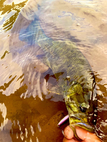 スモールマウスバスの釣果