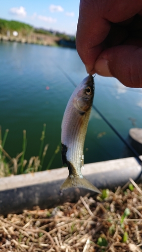 ボラの釣果