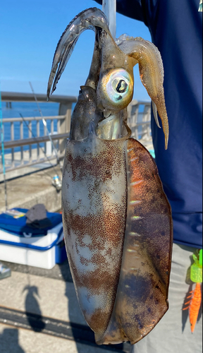 アオリイカの釣果