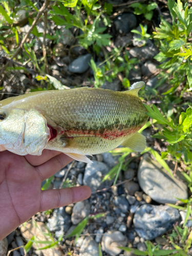 ラージマウスバスの釣果