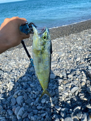 シイラの釣果