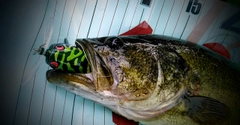 ラージマウスバスの釣果