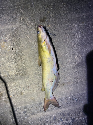 アメリカナマズの釣果