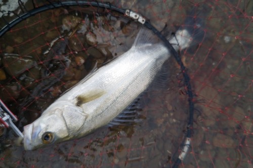 セイゴ（マルスズキ）の釣果