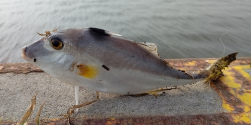 ギマの釣果