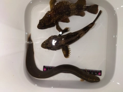 ギンポの釣果