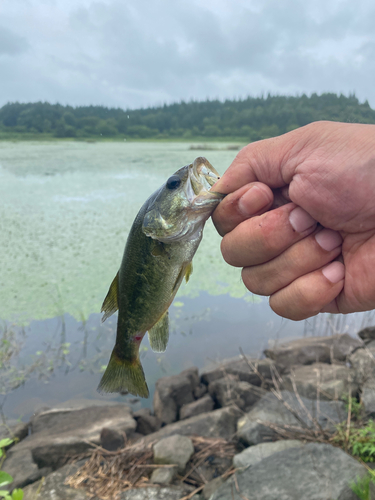 ブラックバスの釣果