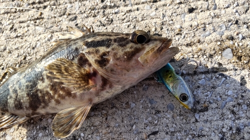 タケノコメバルの釣果