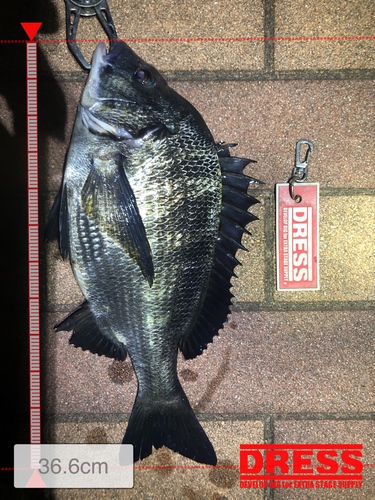 クロダイの釣果