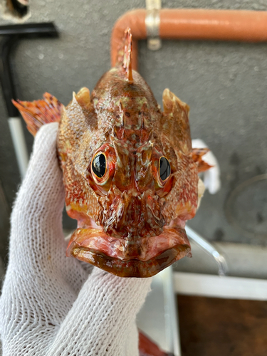 カサゴの釣果