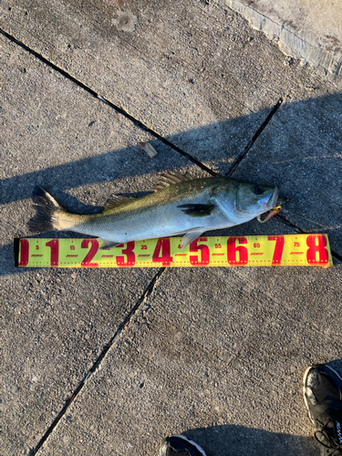 シーバスの釣果