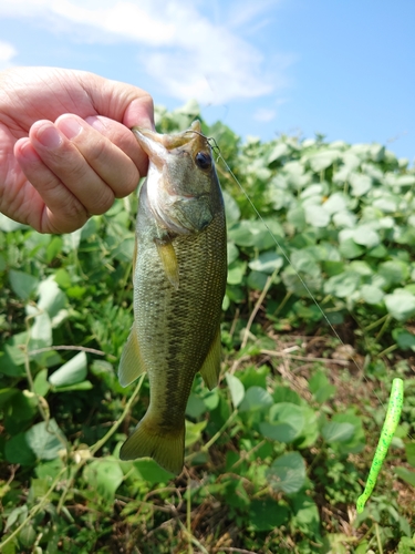 ブラックバスの釣果