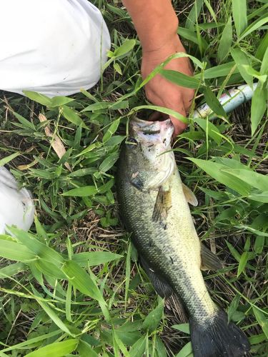 ブラックバスの釣果