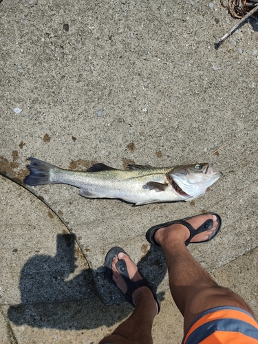 シーバスの釣果