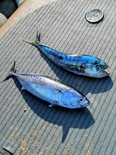 シイラの釣果