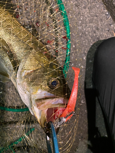 シーバスの釣果