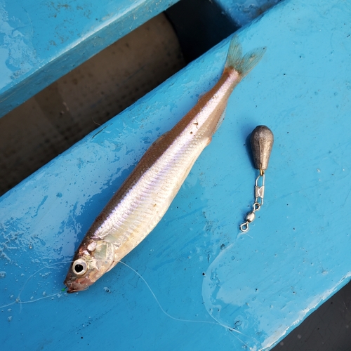 ワカサギの釣果