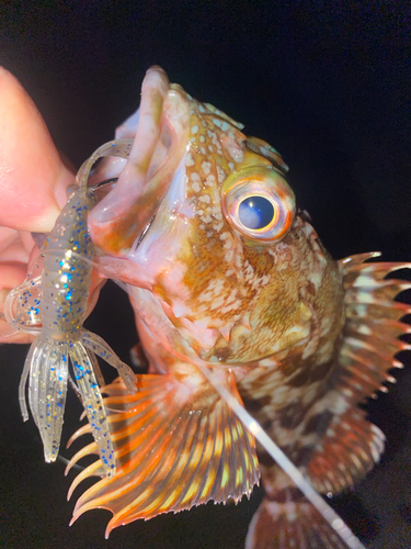 カサゴの釣果