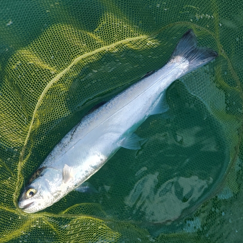 ギンザケの釣果