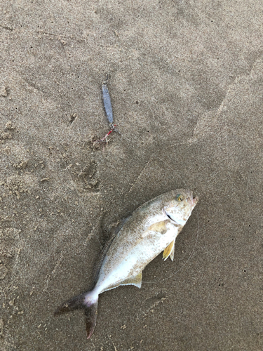 カンパチの釣果