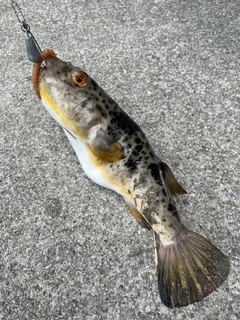 ヒガンフグの釣果