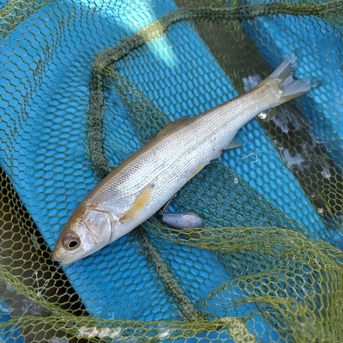 ウグイの釣果