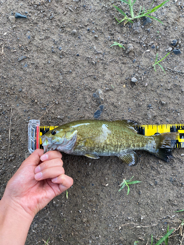 スモールマウスバスの釣果