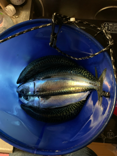 サバの釣果