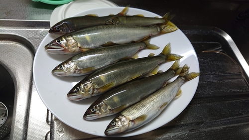 アユの釣果