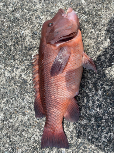 コブダイの釣果